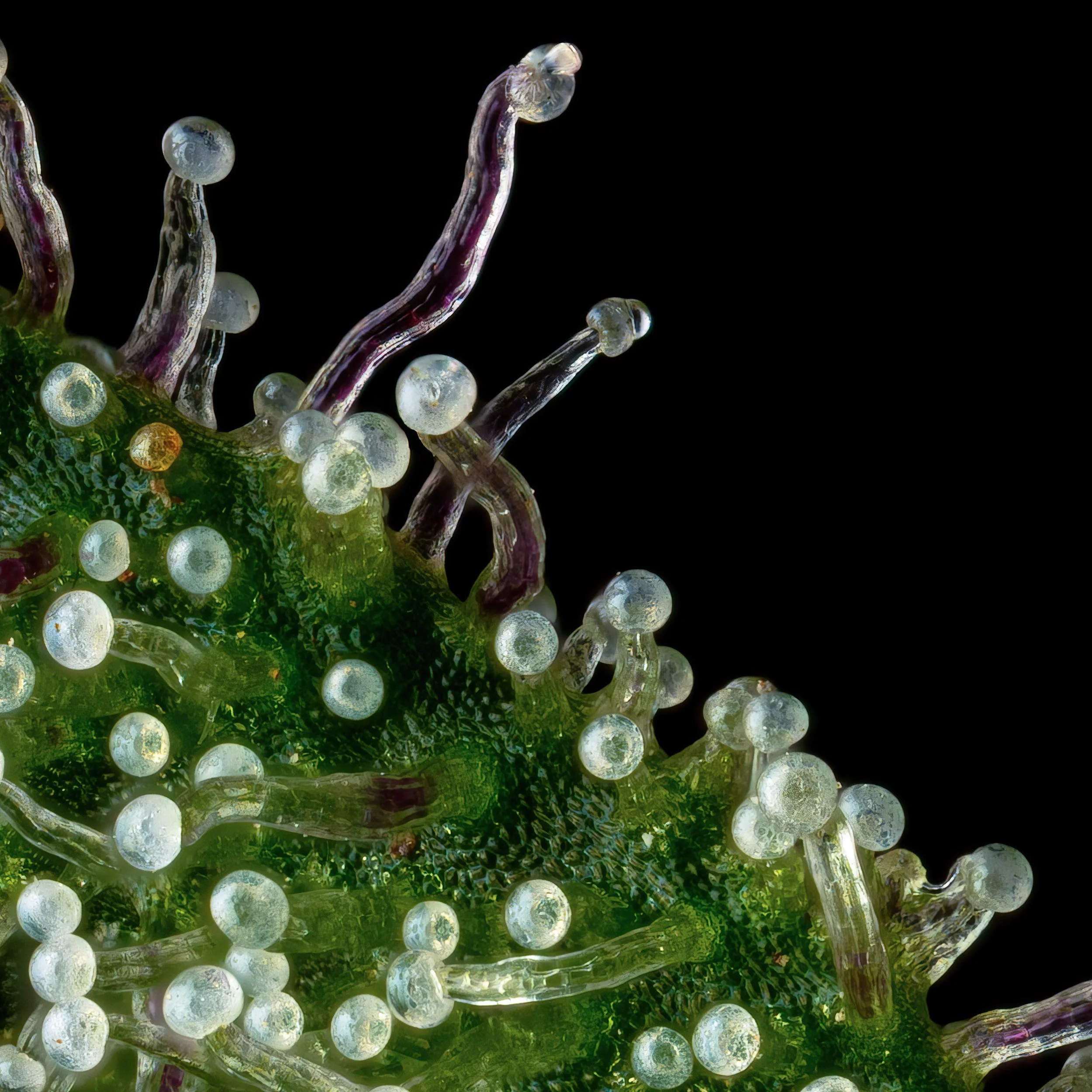 【blueberryjam】　万物創世龍　IGAS-jp000 BRICK | BLUEBERRY DREAMS 